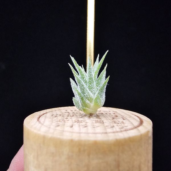 二筒小精靈/Tillandsia Two tone(RFI) 