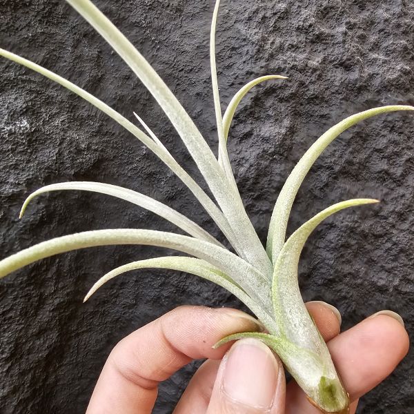 噴泉(顯紫)/Tillandsia exserta~挑選育種會顯色的個體！ 