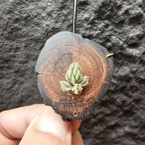 白天鵝(實生群)/Tillandsia barfussii seedling~實生苗在成長過程中皆有持續增生芽的可能！ 