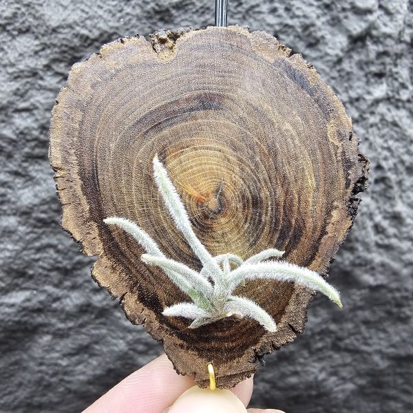 克洛卡塔(小型)/Tillandsia crocata 