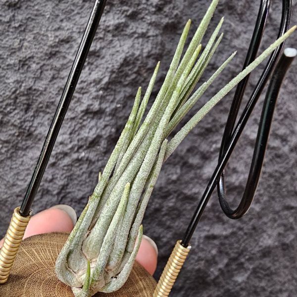 綠金之淚-變異/Tillandsia disticha var. chilete 