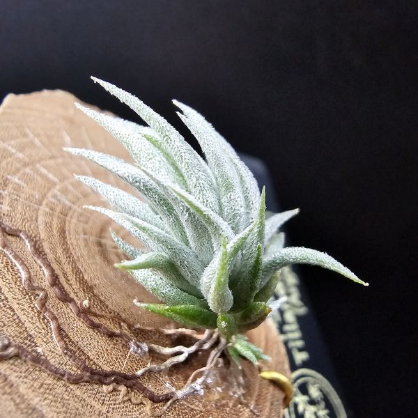 阿根廷蘿莉(1母株帶2芽)/Tillandsia loliacea(Argentina) 