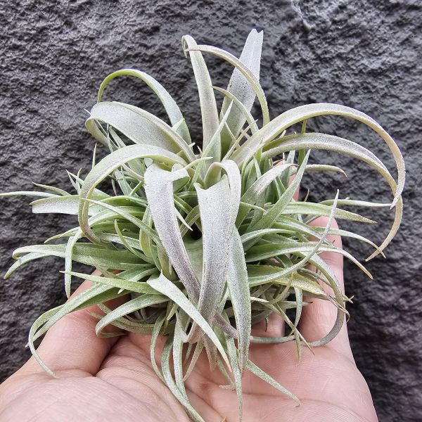 草莓牛奶(叢)/Tillandsia capitata mauve 