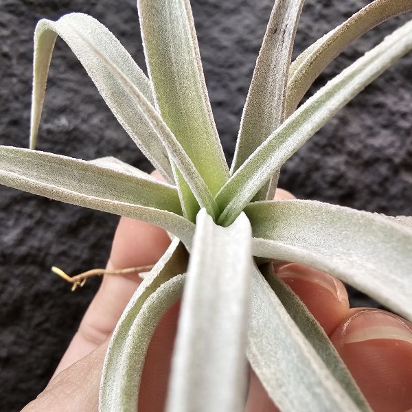 長葉香檳/Tillandsia chiapensis 