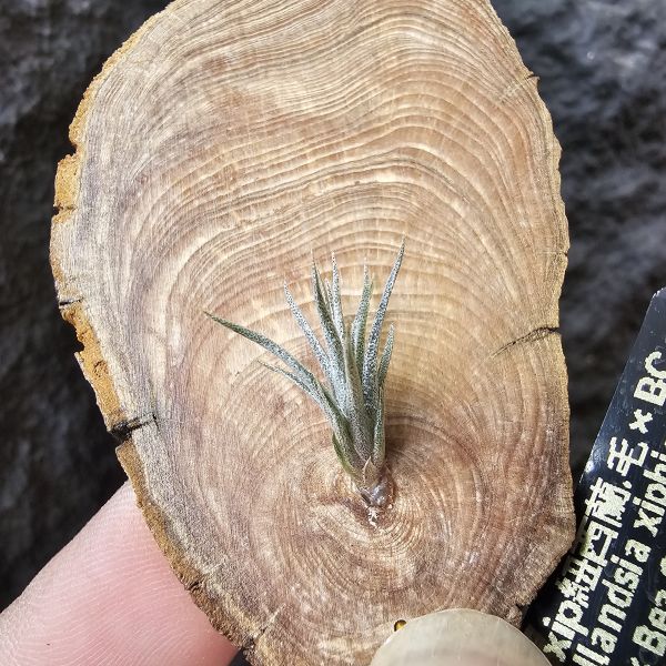 xip紐西蘭(毛)×BC/Tillandsia xiphiodes(NZ)毛 × Bea Correale~YY 