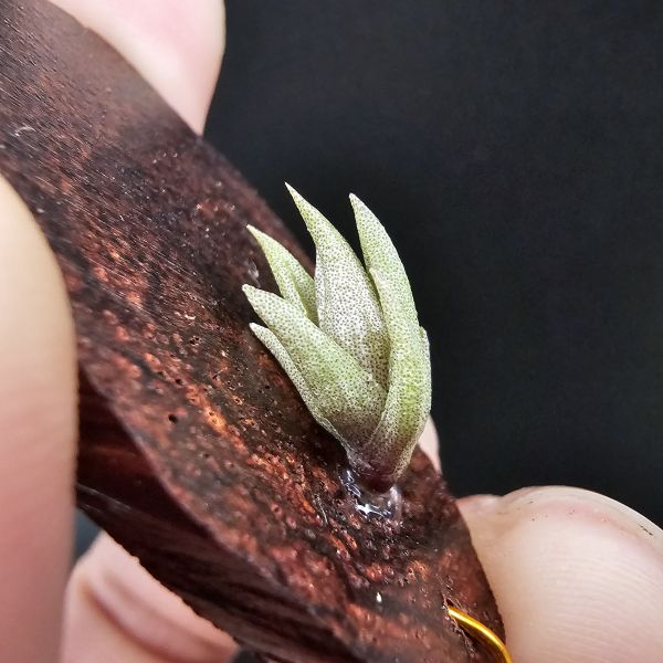 小海螺/Tillandsia Peiranoi Red~重油耐用"降真木"板材 