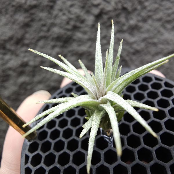 初戀 × 迷你電捲/Tillandsia arequitae × diguetii 
