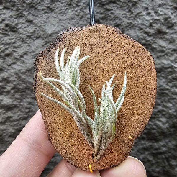 阿根廷卡畢/Tillandsia capillaris(Argentina) 