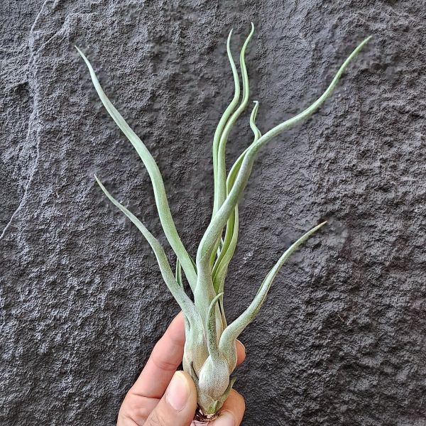 章魚×女王頭/Tillandsia Double Delight 