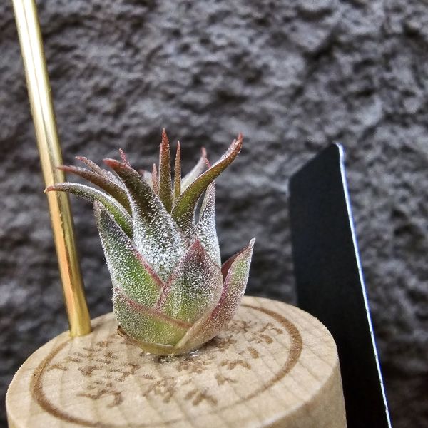熱帶手榴彈/Tillandsia ionantha Hand Grenade(Tropiflora) 