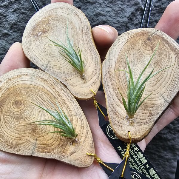 歐洲毛媳婦×電捲燙(不挑株，上板材，香噴噴的紅檜)/Tillandsia xiphioides(Europe) × streptophllya~隨成長有媳婦的長莖感，特別的是葉片表現因電捲基因限水後而變薄下卷，成了毛感包子的型態。圖三四為較大植株參考。 