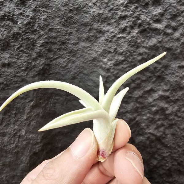 拉美拉/Tillandsia ramellae 