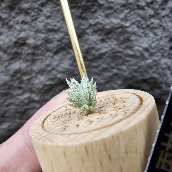 雨林AP×長莖minor(From JoLi)/Tillandsia ionantha Apretado × ionantha van. minor form 
