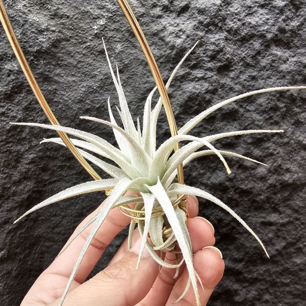 薄紗變異(紫花)/Tillandsia gardneri v. rupicola purple form 