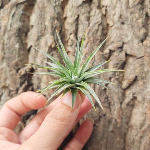 血滴子/Tillandsia Espinosae 