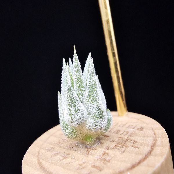 薰衣草小精靈(夏威夷)/Tillandsia ionantha Hawaiian Lavender 
