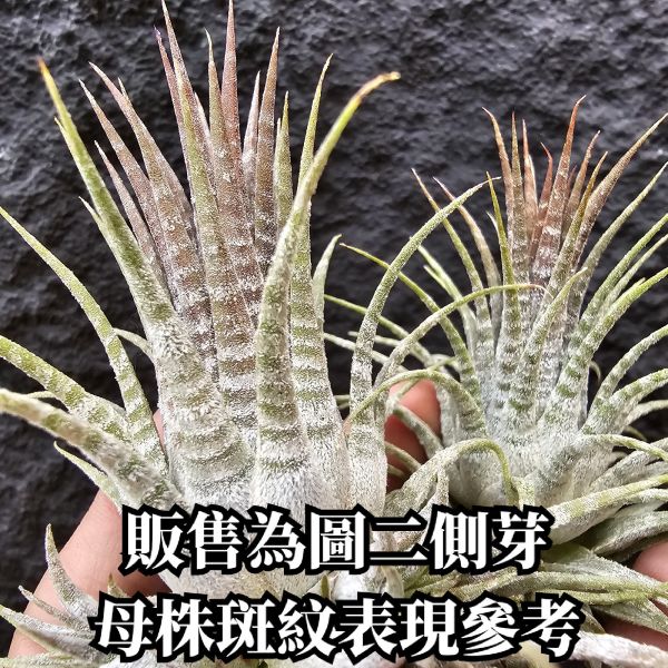 斑馬小精靈-側芽(不挑株出貨)/Tillandsia ionantha zebrina~不同來源植株，斑紋表顯現有差異、圖一為母株供參考~ 