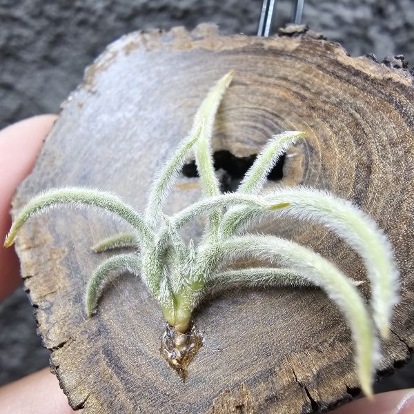 克洛卡塔(小型)/Tillandsia crocata 