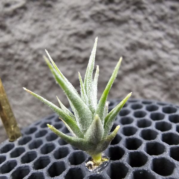 迷你樹猴胖男孩 × 雨林蘿莉(稀)/Tillandsia streptocarpa 'fat boy' × loliacea(RFI) 
