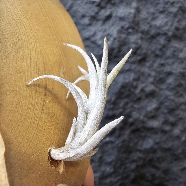 Tillandsia friesii(Argentina)阿根廷長莖型原生種、開桃粉色辦狀花、帶金屬質感、顯紅色 