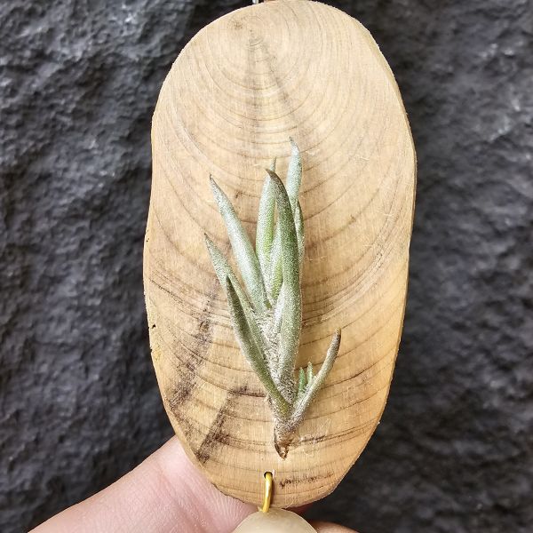 歐洲卡畢/Tillandsia capillaris(Europe) 