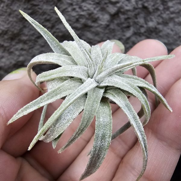 國際莫氏/Tillandsia mauryana(TI) 