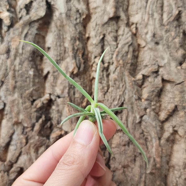 樹猴-實生/Tillandsia Duratii 