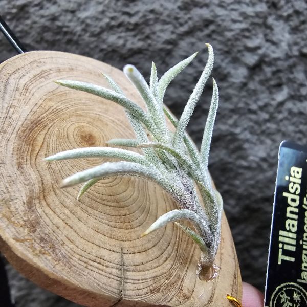 蘭吉諾薩/Tillandsia languinosa(Europe) 
