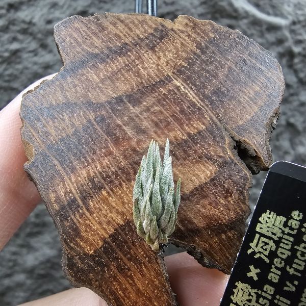 初戀×海膽(新品)/Tillandsia arequitae × fuchsii  v. fuchsii~From JoLi~與海膽的交種，表現都相當優質！ 