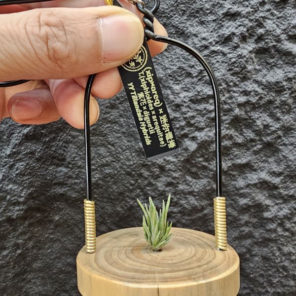 (xip × areq)×迷你電捲/Tillandsia (xiphioides × arequitae)紫花 × diguetii 