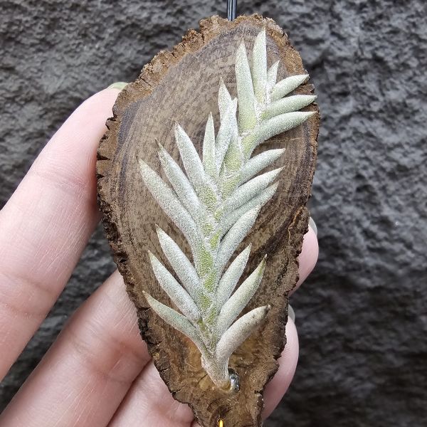 Tillandsia capillaris(Europe)~歐洲卡畢、植株不小未見過開花的型態。 