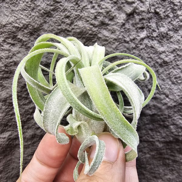 墨西哥電捲(早期毛感很好)這顆有點葉傷特價/Tillandsia streptophylla Mexico 