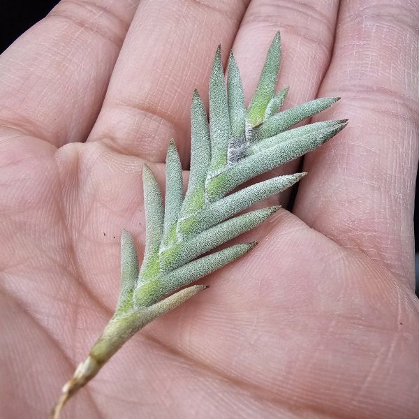 歐洲卡畢/Tillandsia capillaris(Europe)Allemania Salta 1200m Argentina 