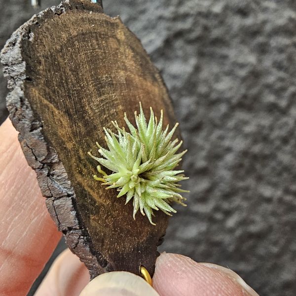 草皮鳳(實生)/Tillandsia tricholepis seedling 