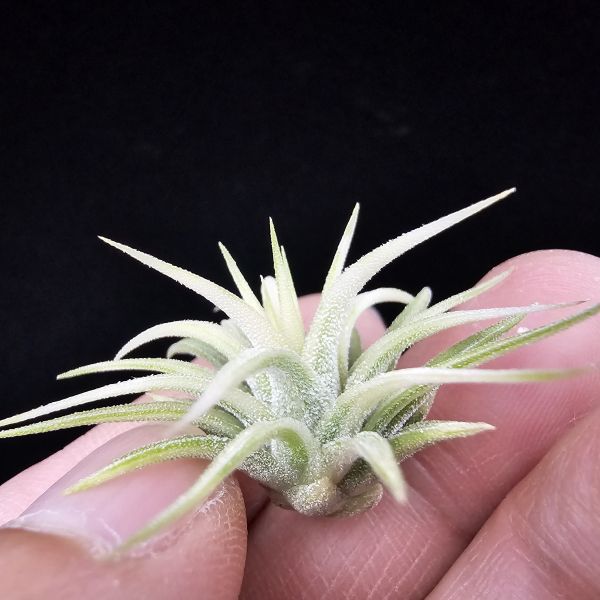 阿伯小精靈(藝)/Tillandsia ionantha Albo-Marginata 