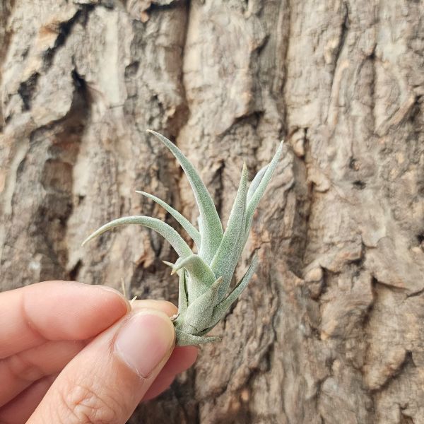赤兔-小/Tillandsia Edithae 