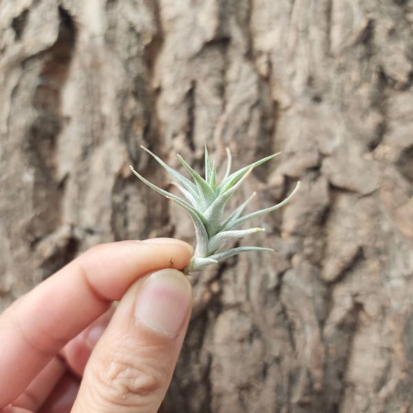 阿比達Minor/Tillandsia Albida Minor 