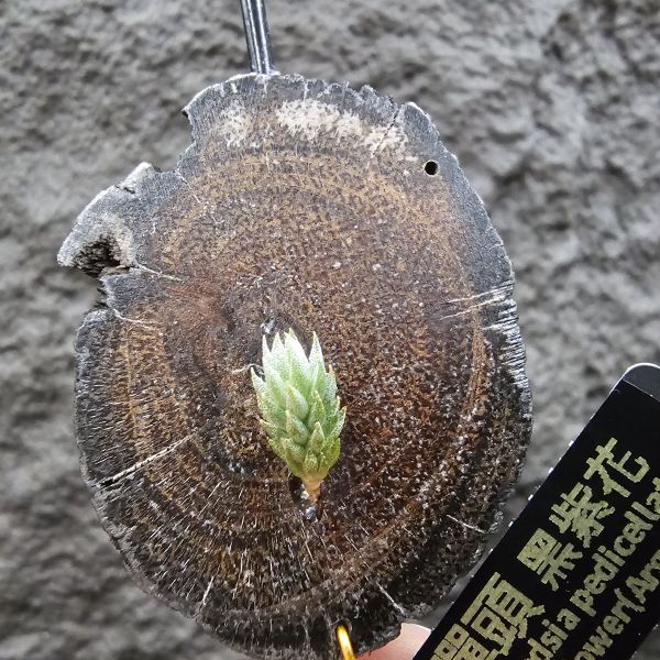 彈頭(黑紫花)/Tillandsia pedicellata Purple Flower(Argentina) 