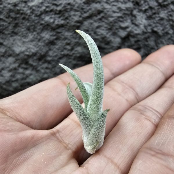 德K白天鵝X？(小小芽)(圖四、五母株參考)/Tillandsia barfussii X？(KK)德國農場相當高價的大型白天鵝！母株購買時近3W，具描述可能是與雪鵝SP.的交種，與常見的白天鵝相較看似有偏白些，有無差異則依個人的主觀判斷覺得有收藏價值在購買！ 