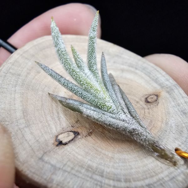 卡畢阿根廷/Tillandsia capillaris(Argentina) 