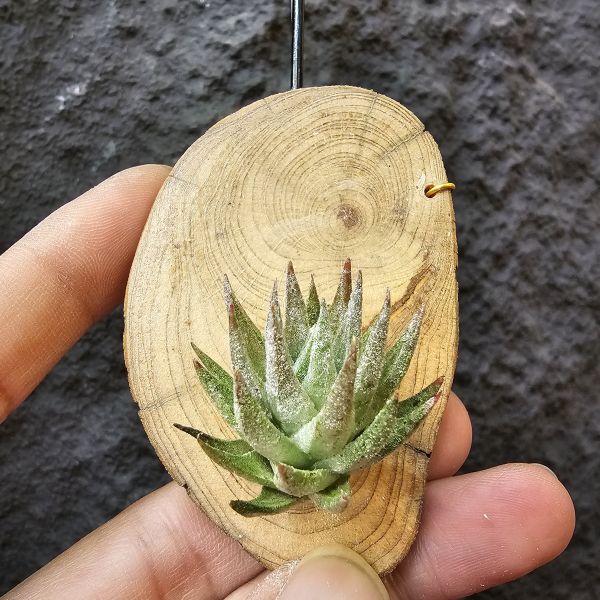 長莖萊恩/Tillandsia ionantha v. van-hyningii The cutest Ryan 