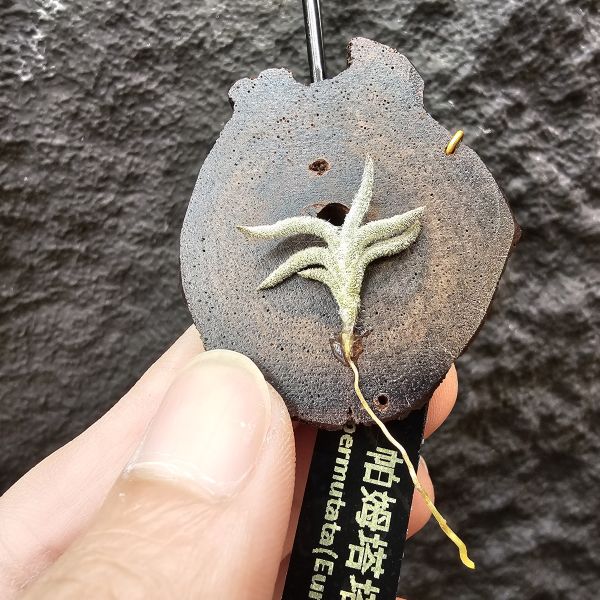 帕姆塔塔/Tillandsia permutata(Europe) 