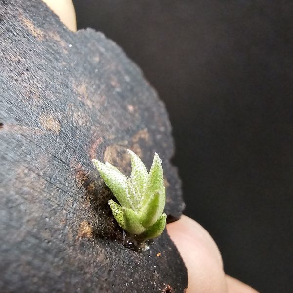 布雷爾利托西斯(SS尺寸)/Tillandsia brealitoensis~重油耐用"降真木"板材! 