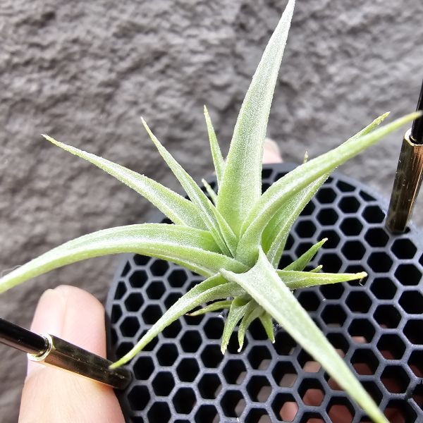 白天鵝×電捲燙貝里斯/Tillandsia barfussii × streptophylla Belize 
