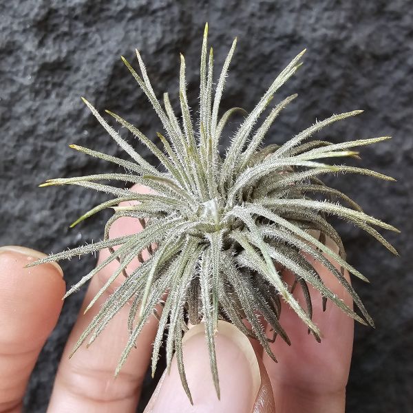 鴕鳥M-size(野採已帶四個月)/Tillandsia grandispica(Mexico) 