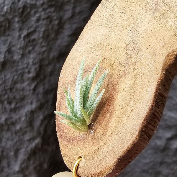 樹猴-實生苗小小的上木可愛一下，長大在請下木吧~/Tillandsia duratii seedling 