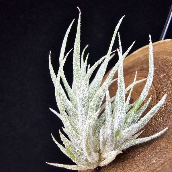 New~小矮人精靈×雞爪(精靈爪?)/Tillandsia ionantha Enano(Tropiflora) × glabrior~熱帶'小矮人精靈'與銀葉質感的'雞爪'交種，有點奇葩XD~叢生滿美、毛毛的~ 