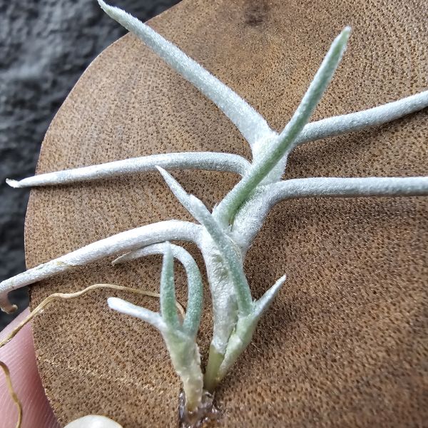 莫利斯(皆帶芽)/Tillandsia mollis~相當雪白的品種~已帶到非常強健好養的植株，以往剛進口並不好照顧。 