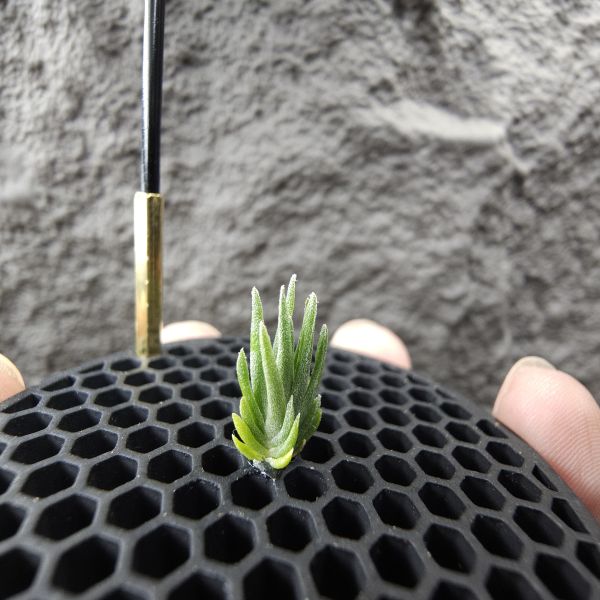 銀冰×迷你電捲/Tillandsia chiletensis × diguetii 
