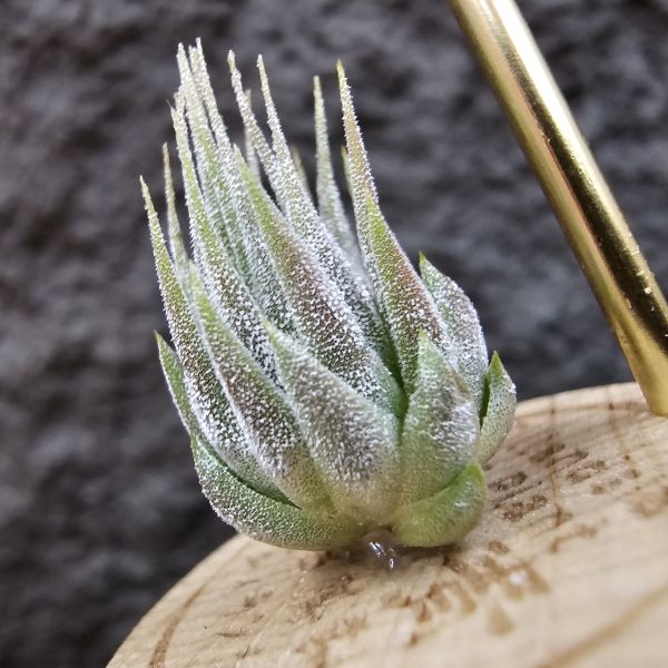 花生米小精靈(選)/Tillandsia ionantha peanut 